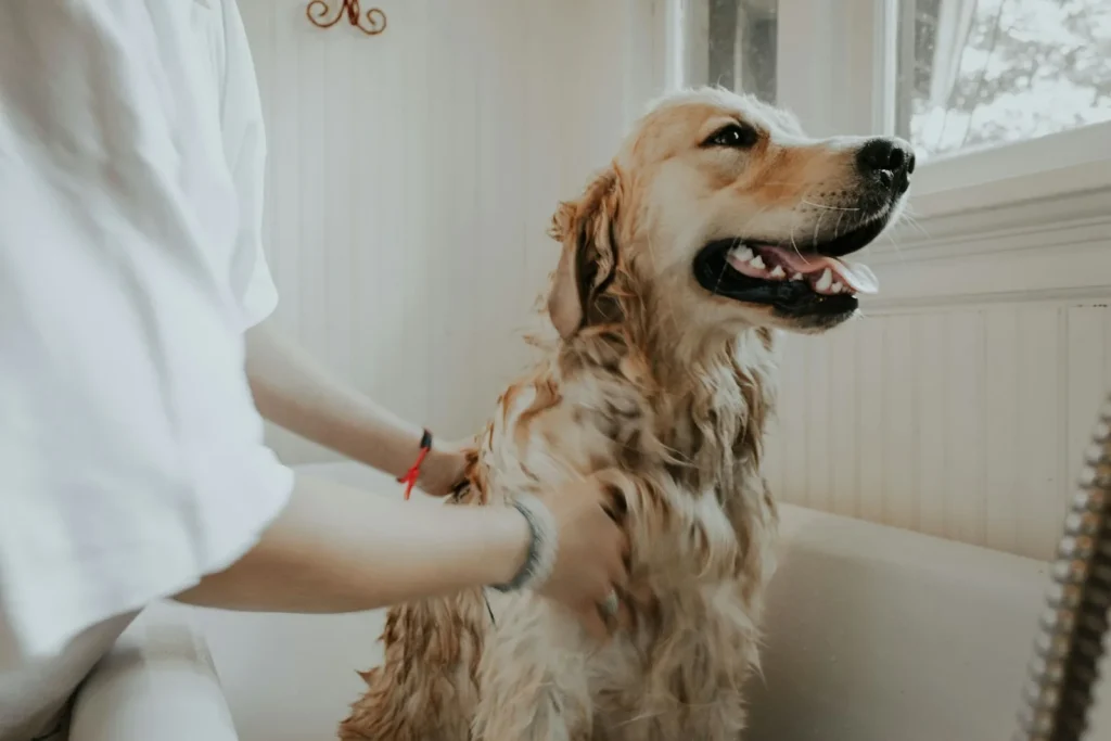 cachorro em atendimento de banho e tosa
